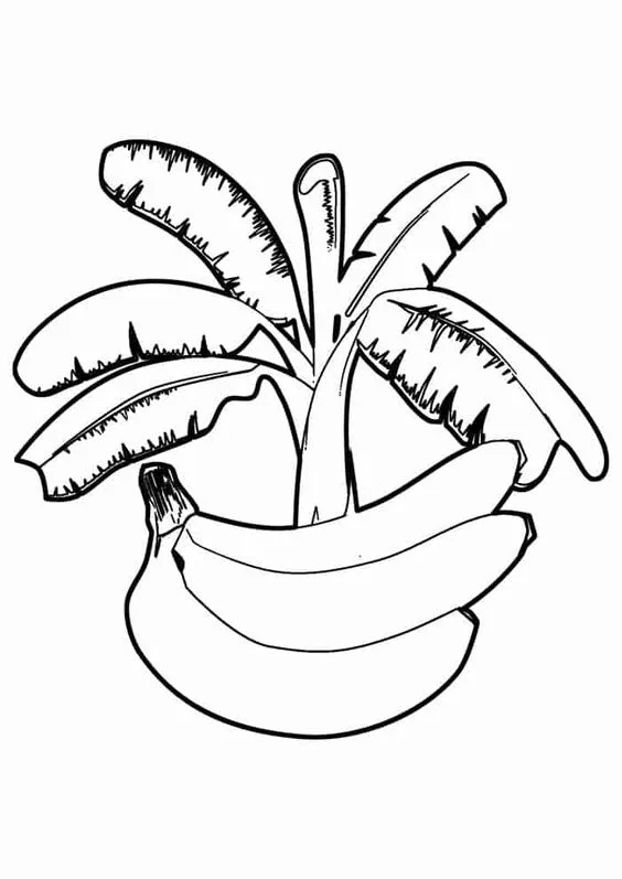 Desenho de uma bananeira para colorir
