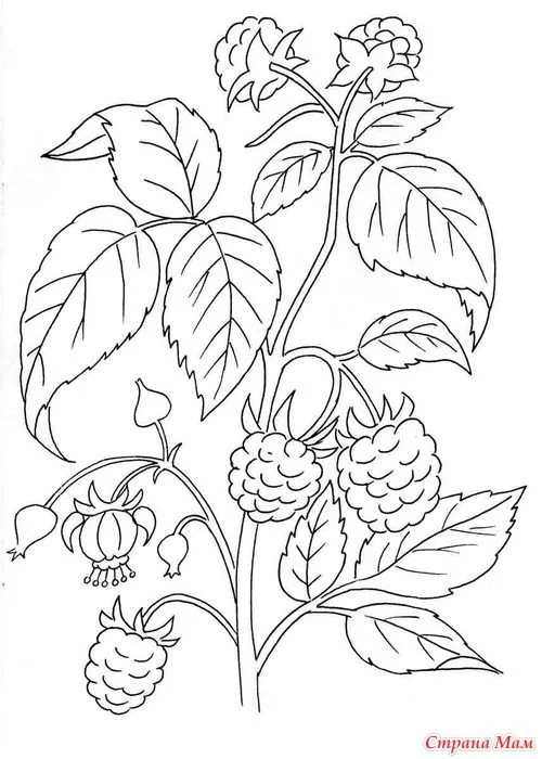 Desenho frutas framboesas para colorir