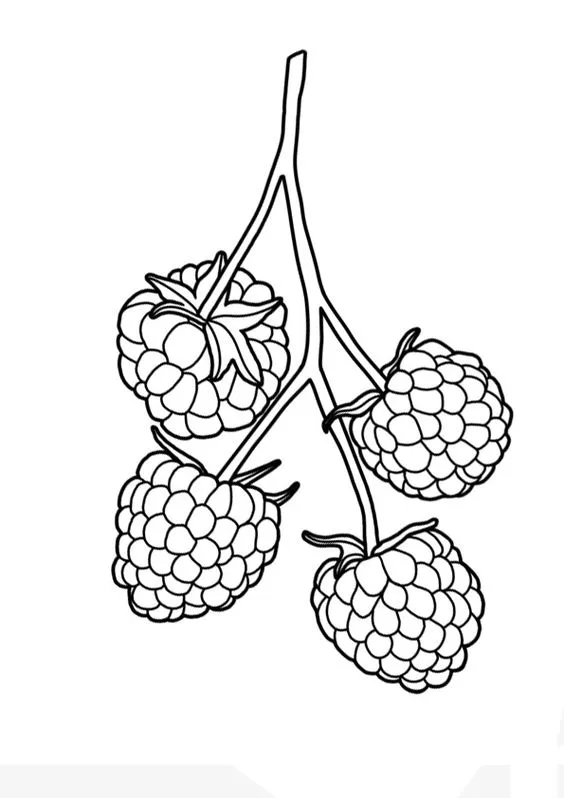 Desenho da fruta framboesas para pintar