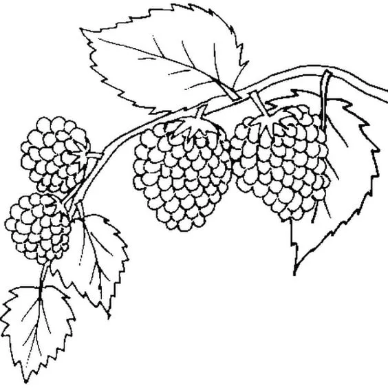 Desenho para colorir frutas framboesas