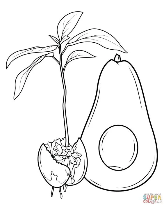 Desenho fruta abacate para colorir