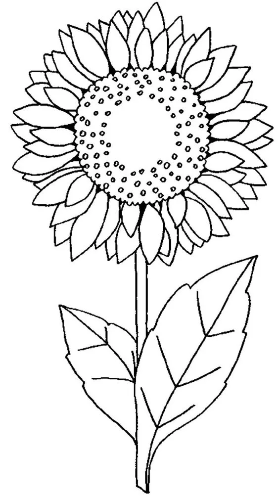 Desenho da flor girassol para colorir