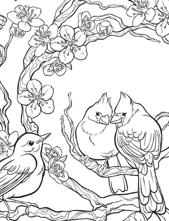 Desenho de casal de pássaros para colorir