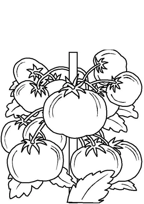 Desenho tomates para imprimir e colorir