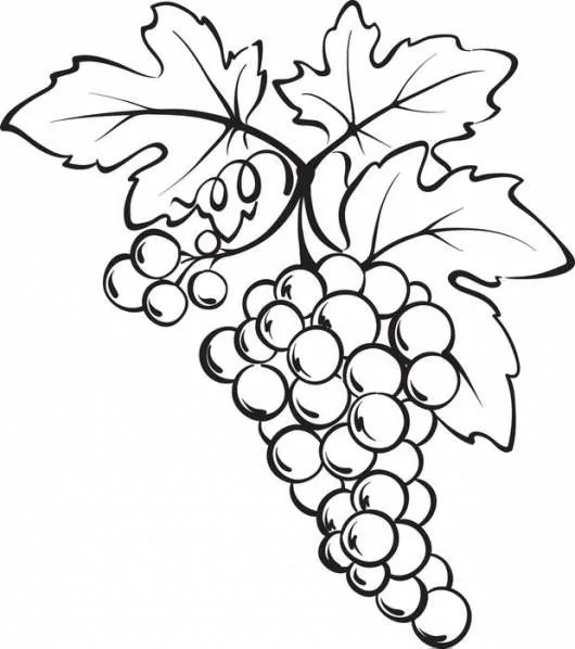 Desenho fruta uva para  pintar
