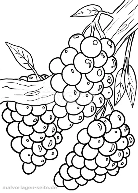 Desenho de uvas para imprimir e colorir